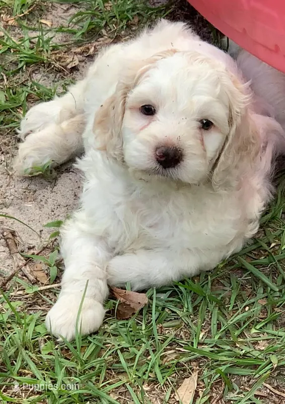 Yellow – Cockapoo puppy for sale in Tampa, FL
