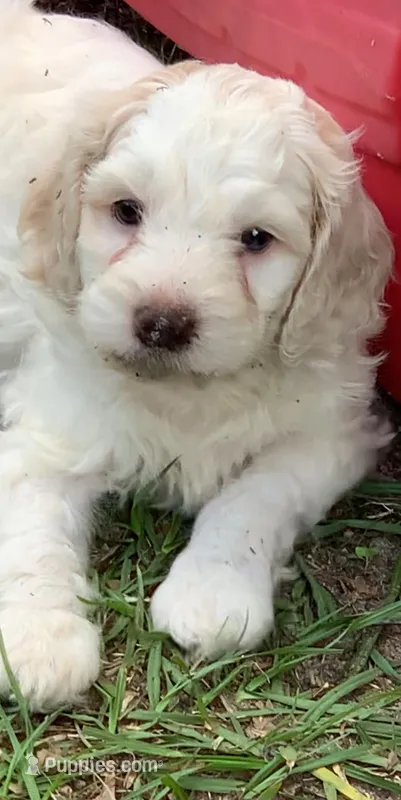 Yellow – Cockapoo puppy for sale in Tampa, FL