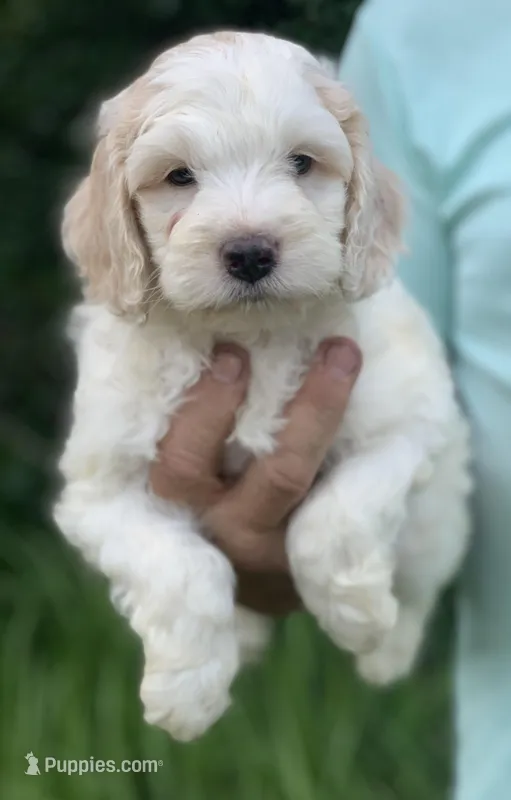 Yellow – Cockapoo puppy for sale in Tampa, FL