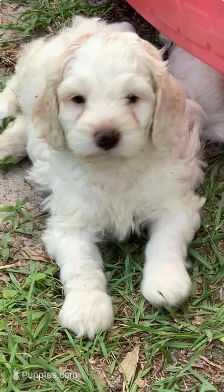 Yellow – Cockapoo puppy for sale in Tampa, FL