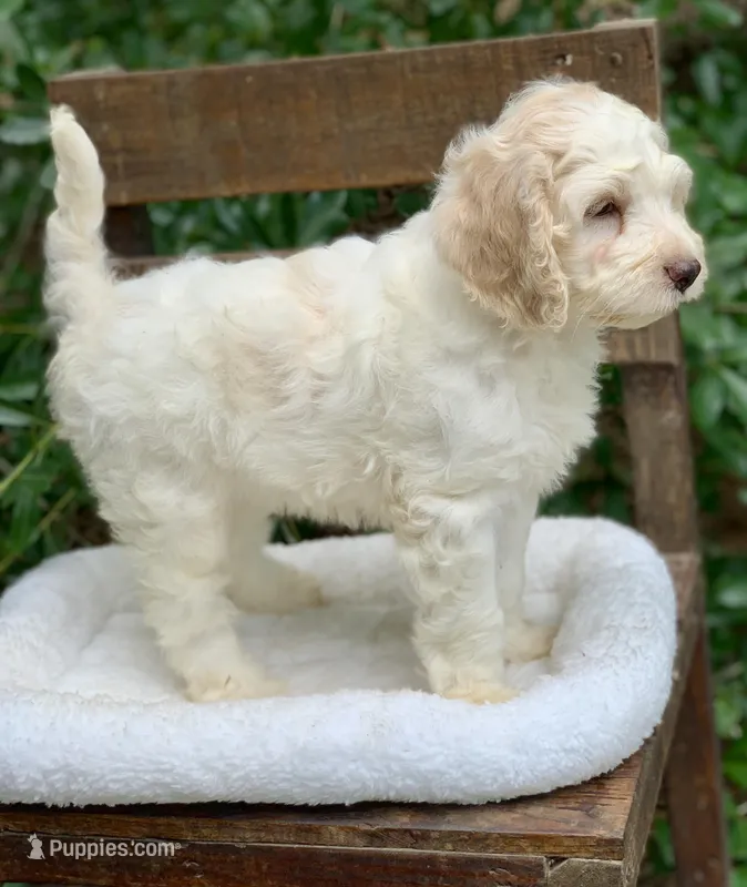 Yellow – Cockapoo puppy for sale in Tampa, FL
