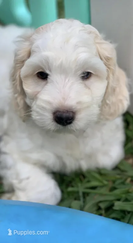 Yellow – Cockapoo puppy for sale in Tampa, FL