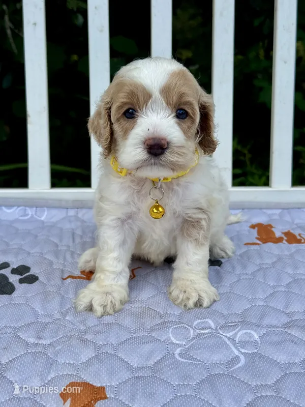 Yellow – Cockapoo puppy for sale in Tampa, FL