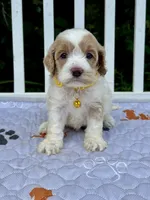 Yellow, a female Cockapoo for sale in Sun City Center, FL – 2 of 9