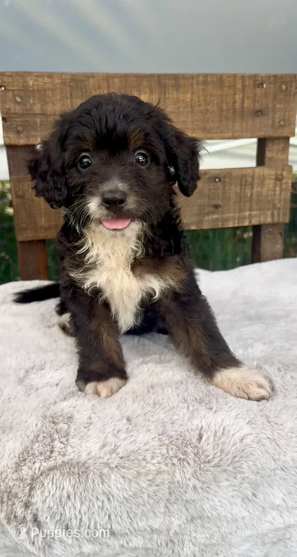 Bear – Miniature Aussiedoodle puppy for sale in Tampa, FL