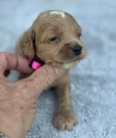 Pink F1, a female Cockapoo for sale in Sun City Center, FL – 5 of 10