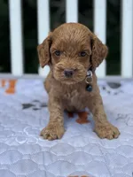 Black F1, a male Cockapoo for sale in Sun City Center, FL – 3 of 9