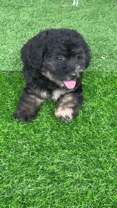 Marble PENDING, a male Chow Chow and Poodle - Toy  for sale in Tampa, FL – 2 of 9