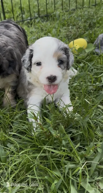 Diamond F1b – Miniature Aussiedoodle puppy for sale in Tampa, FL