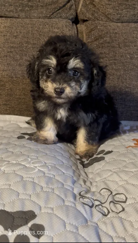 Tiny Morkiepoo  – Poodle - Toy , Morkie puppy for sale in Tampa, FL