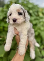 Skye  F1b, a female Miniature Aussiedoodle for sale in Tampa, FL – 3 of 10