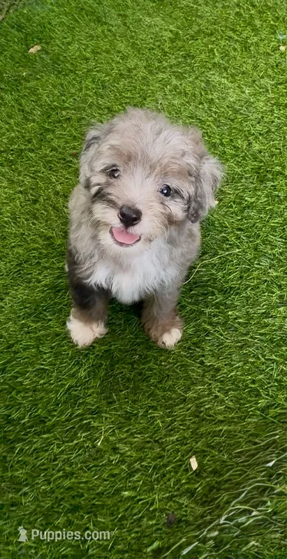 Misty – Miniature Aussiedoodle puppy for sale in Tampa, FL