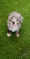 Misty, a female Miniature Aussiedoodle for sale in Tampa, FL – 1 of 9