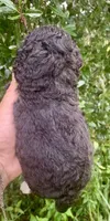 Morkiepoo , a male Poodle - Toy  and Morkie for sale in Tampa, FL – 3 of 5