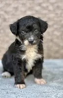 Bear, a male Miniature Aussiedoodle for sale in Tampa, FL – 1 of 10
