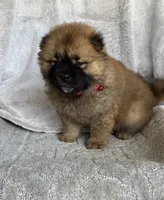 Sakura, a female Chow Chow for sale in Ruskin, FL – 3 of 8