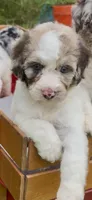 Hazel. chocolate Merle parti, a female Cockapoo for sale in Ruskin, FL – 2 of 10