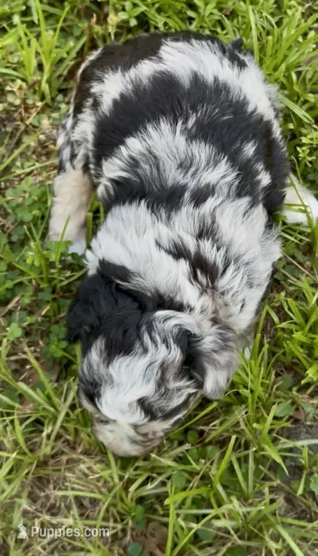 Misty – Poodle - Toy , Morkie puppy for sale in Ruskin, FL