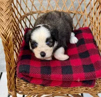 Willie blue eyes, a male Miniature Aussiedoodle for sale in Ruskin, FL – 4 of 10