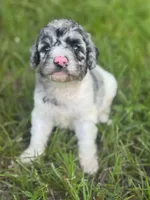 Bluebell. “Regular size” Blue Merle, a female Cockapoo for sale in Ruskin, FL – 5 of 10