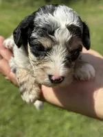 Misty, a female Poodle - Toy  and Morkie for sale in Sun City Center, FL – 5 of 10