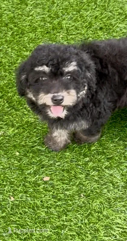 Anna tiny Chowdoodle – Chow Chow, Poodle - Toy  puppy for sale in Tampa, FL