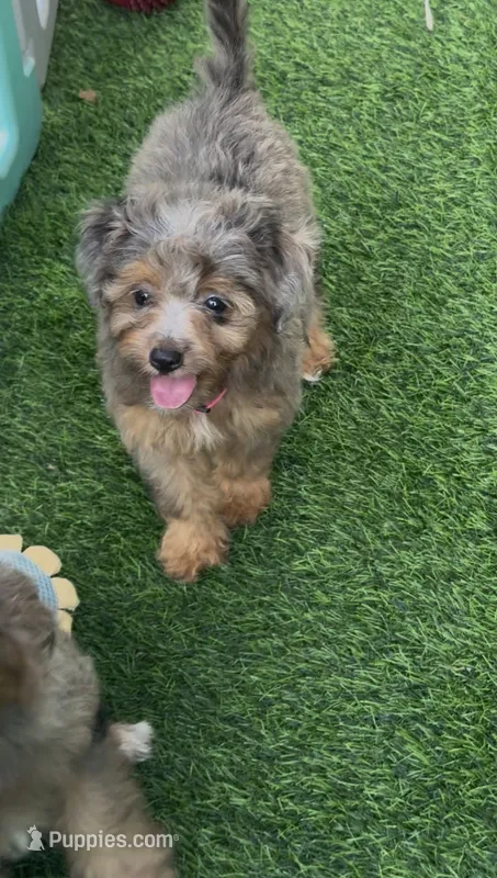 Jane – Miniature Aussiedoodle puppy for sale in Tampa, FL