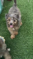 Jan, a female Miniature Aussiedoodle for sale in Tampa, FL – 1 of 10