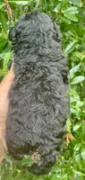 Tiny Morkiepoo , a male Poodle - Toy  and Morkie for sale in Tampa, FL – 7 of 7