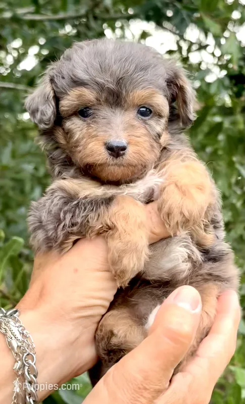 Winnie – Miniature Aussiedoodle puppy for sale in Tampa, FL