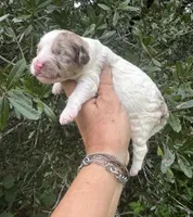 Hazel. “ regular size” chocolate Merle, a female Cockapoo for sale in Tampa, FL – 8 of 10