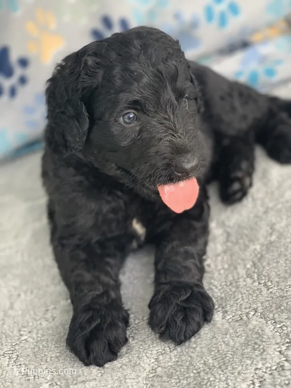 Medium size. Parents health tested. – Bernedoodle puppy for sale in Tampa, FL