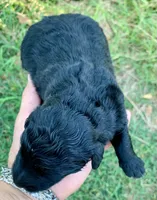 Luna standard Chowdoodle, a female Chow Chow for sale in Tampa, FL – 4 of 6