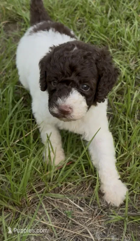 Brownie  “ regular size “ – Cockapoo puppy for sale in Sun City Center, FL