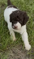 Brownie  “ regular size “, a male Cockapoo for sale in Ruskin, FL – 1 of 9