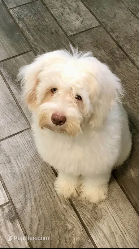 Mia mini Chowdoodle  – Chow Chow, Poodle - Miniature  puppy for sale in Ruskin, FL