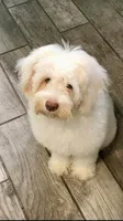 Mia mini Chowdoodle , a female Chow Chow and Poodle - Miniature  for sale in Ruskin, FL – 1 of 5