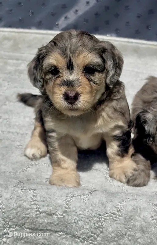 Ruby F1b – Miniature Aussiedoodle puppy for sale in Tampa, FL