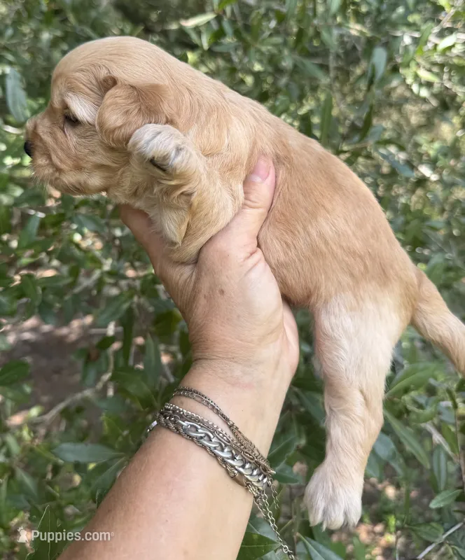 Scout, mini Chowdoodle from DoDo parents – Chow Chow, Poodle - Miniature  puppy for sale in Tampa, FL