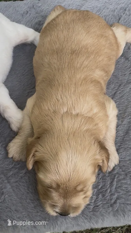 Scout, mini Chowdoodle from DoDo parents – Chow Chow, Poodle - Miniature  puppy for sale in Tampa, FL