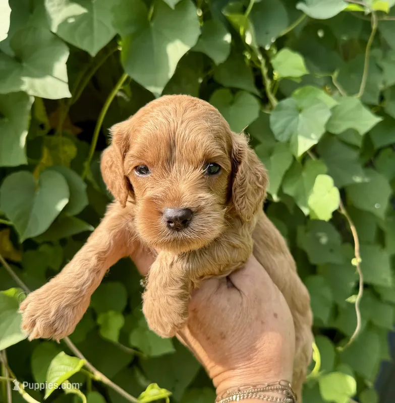 Red F1 – Cockapoo puppy for sale in Tampa, FL