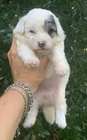 Morkiepoo Sable parti, a female Poodle - Toy  and Morkie for sale in Tampa, FL – 2 of 4