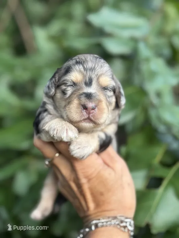 Ruby F1b – Miniature Aussiedoodle puppy for sale in Tampa, FL