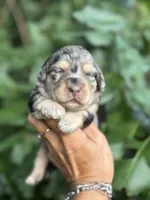 Ruby F1b, a female Miniature Aussiedoodle for sale in Sun City Center, FL – 9 of 10