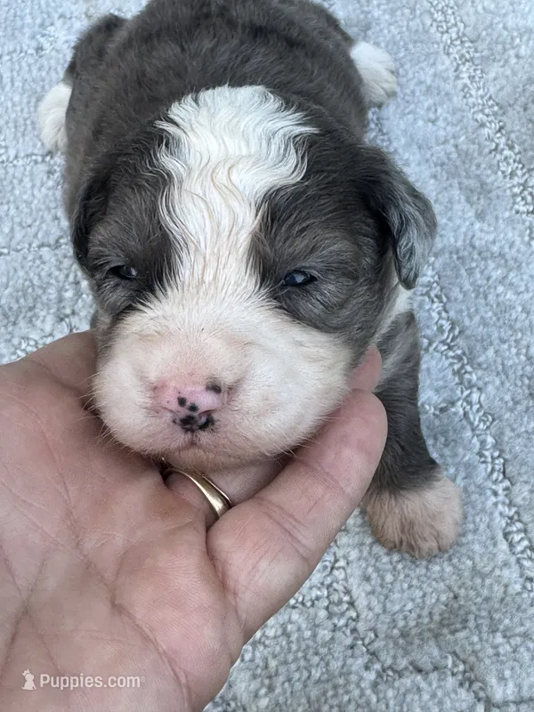 Shania – Miniature Aussiedoodle puppy for sale in Ruskin, FL