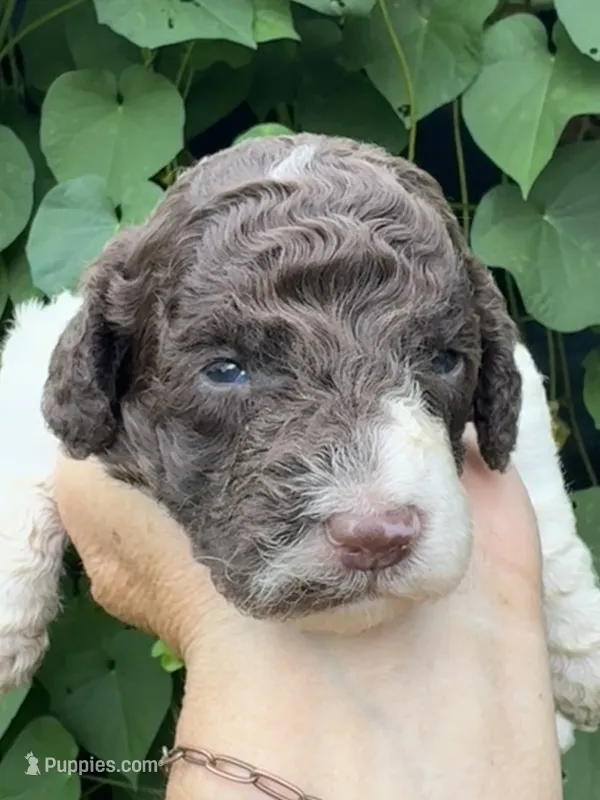 Brownie  “ regular size “ – Cockapoo puppy for sale in Sun City Center, FL