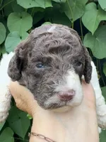 Brownie  “ regular size “, a male Cockapoo for sale in Sun City Center, FL – 1 of 9