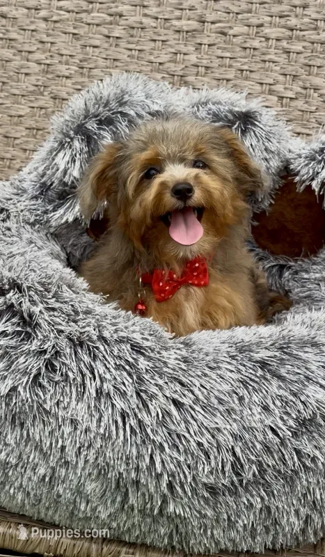 Jan – Miniature Aussiedoodle puppy for sale in Tampa, FL