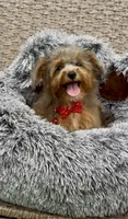 Nova, a female Miniature Aussiedoodle for sale in Tampa, FL – 1 of 9