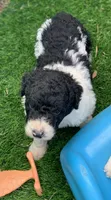 Medium size. Parents health tested., a male Bernedoodle for sale in Tampa, FL – 7 of 10